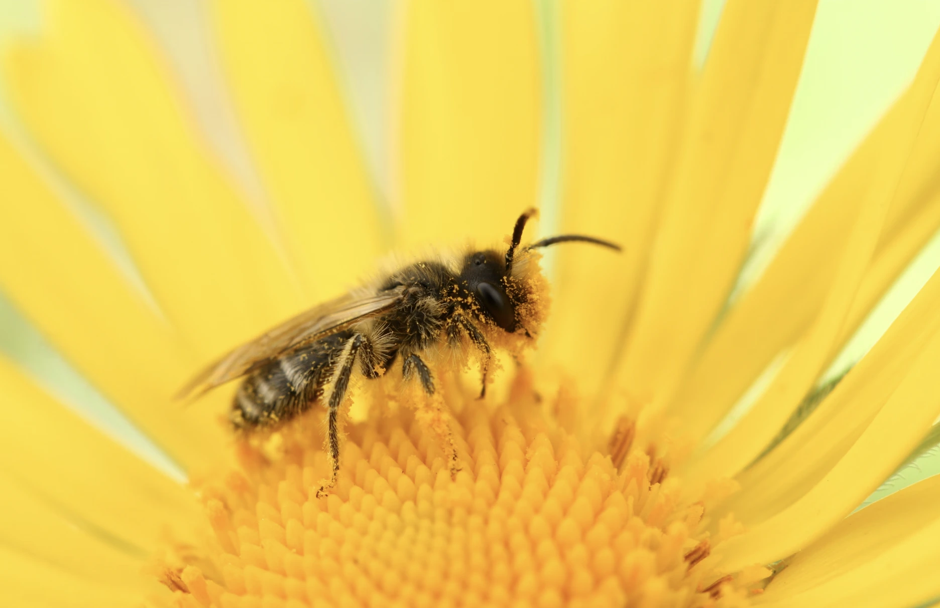 Rare Bee Discovery Halts Meta&rsquo;s Nuclear-Powered AI Data Center Plans