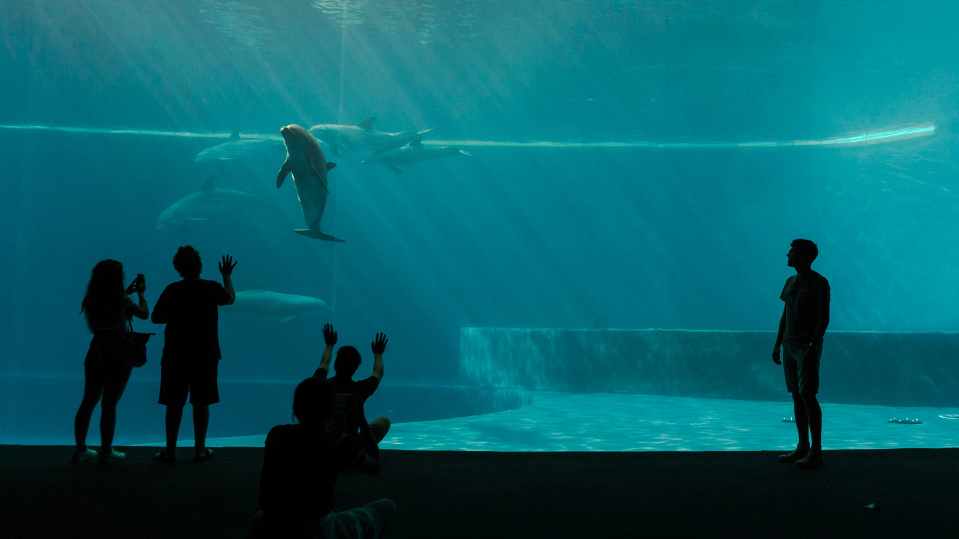 AI Model Seeks To Decode What Dolphins Are Saying